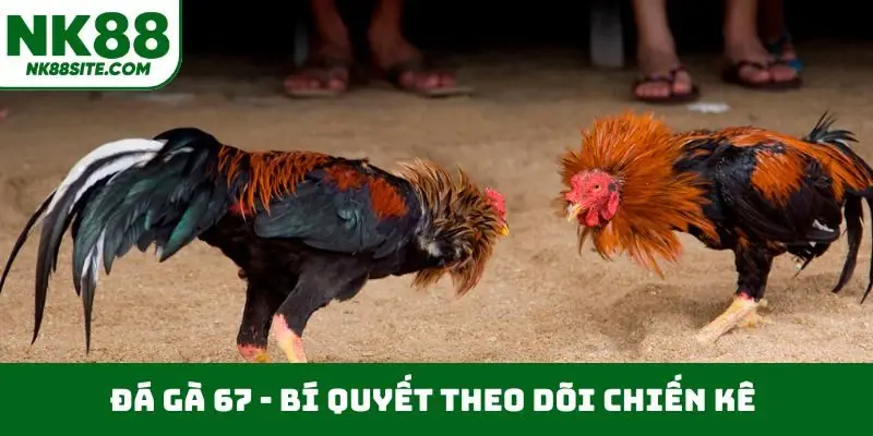 Đá gà 67