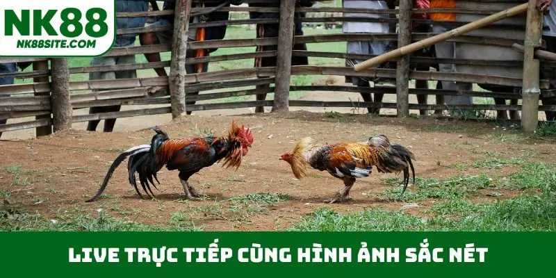 Live trực tiếp cùng hình ảnh sắc nét