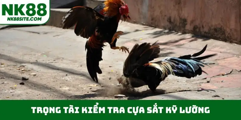 Trọng tài kiểm tra cựa sắt kỹ lưỡng